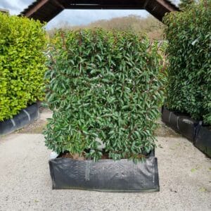 Portugal Laurel 120-140cm tall instant-hedge