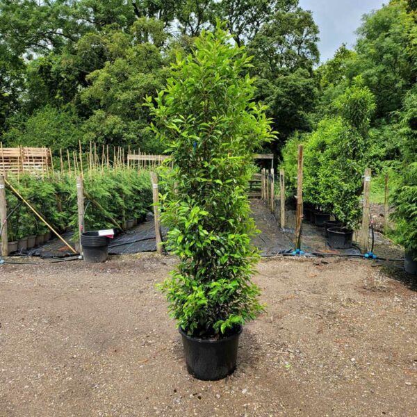Portugal-Laurel-200-210cm-25L