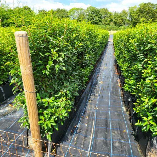 Portugal Laurel Instant Hedging Troughs