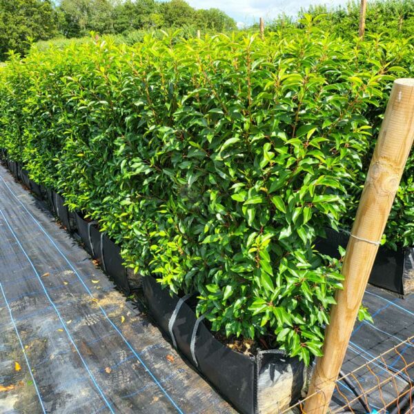 Portuguese Laurel Instant Hedging Troughs