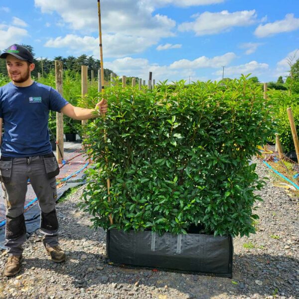 Portugal Laurel Instant Hedge