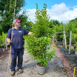 Griselinia 200-220cm tall
