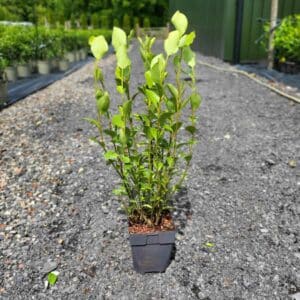 Griselinia 2ft tall