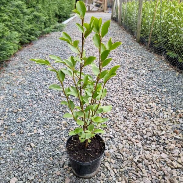 Griselinia in 2 litre pots