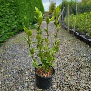 Griselinia in 3 litre pots