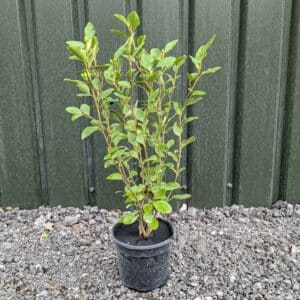 Griselinia 50-60cm tall