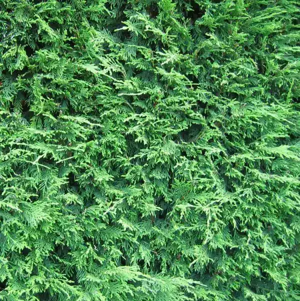 Leylandii