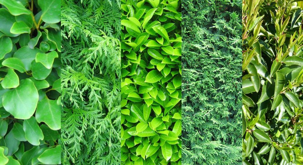 Best Evergreen Hedge Comparison