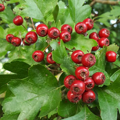 Haws - Hawthorn Berries