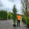 Leylandii 2001 3m tall