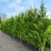 Leylandii 2001 3m tall
