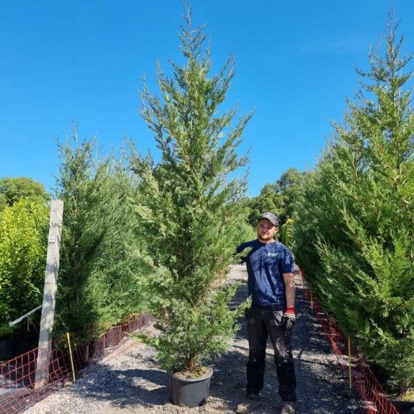 Leylandii 2001 325-375cm tall