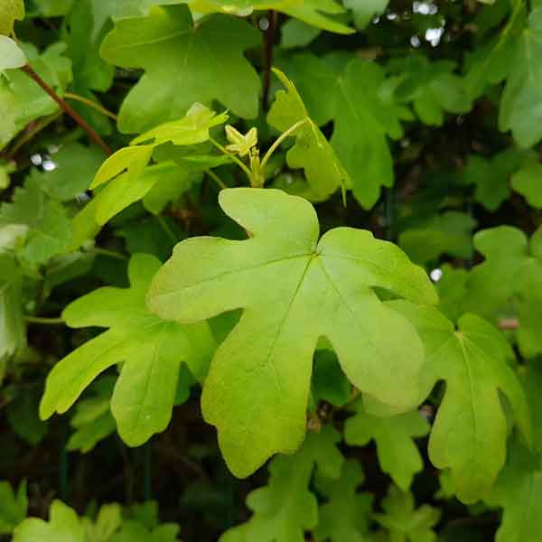 Field Maple Leaf