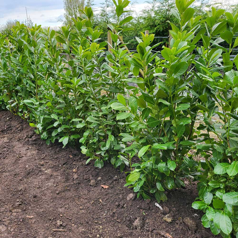 Laurel planted 2ft apart