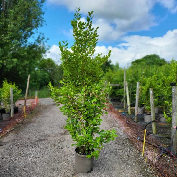 Griselinia 220-240cm tall