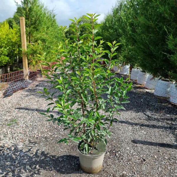 Portugal Laurel 100-120cm tall