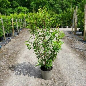 Portugal Laurel 100-120cm tall