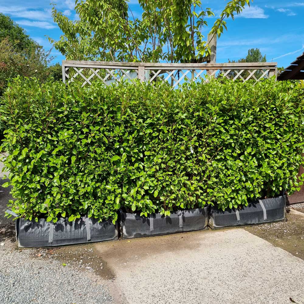 3 Griselinia Troughs Instant Hedge