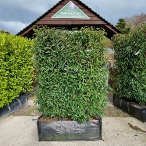 Portugal Laurel Instant Hedge | 140-160cm tall