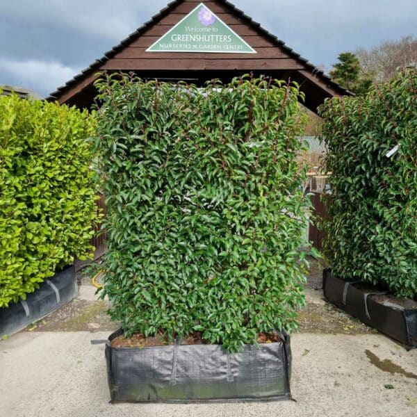 Portugal Laurel Instant Hedge | 140-160cm tall