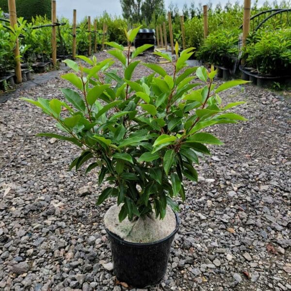 Portugal Laurel in a 3 litre pot
