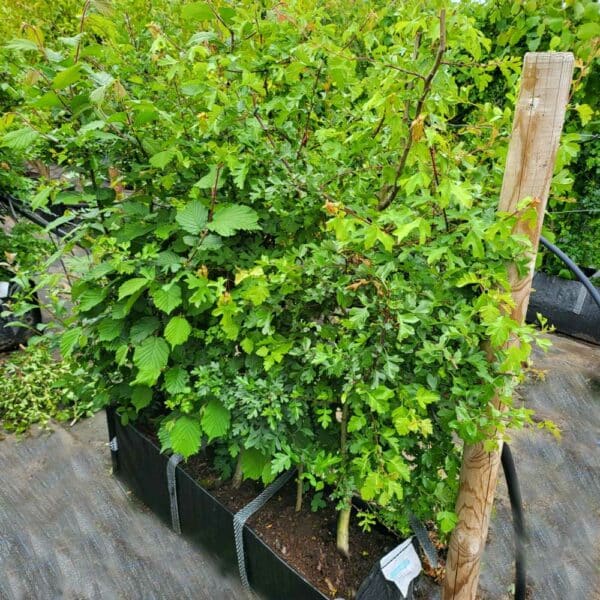 Mixed Native Hedging Troughs in summer