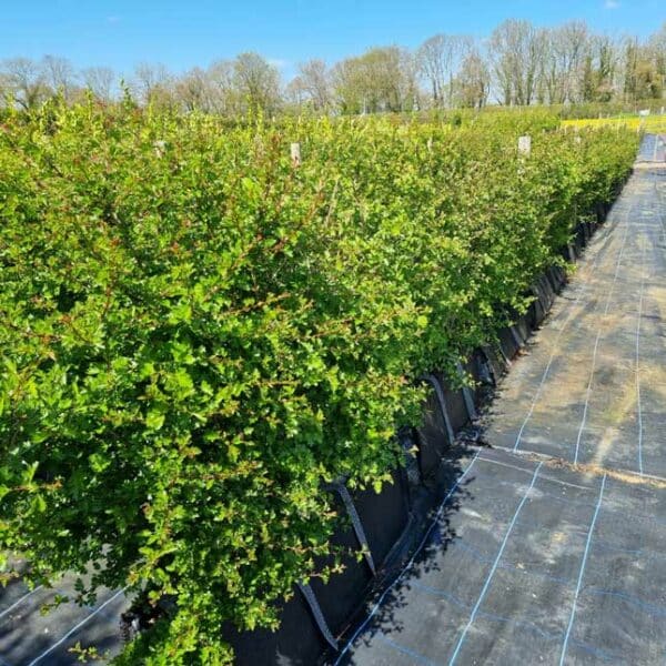Native Hedging Troughs