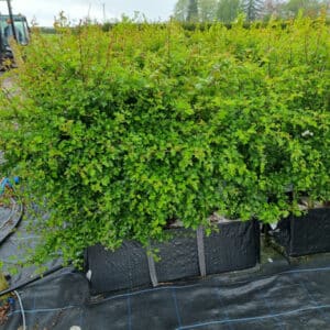 Mixed native hedging trough