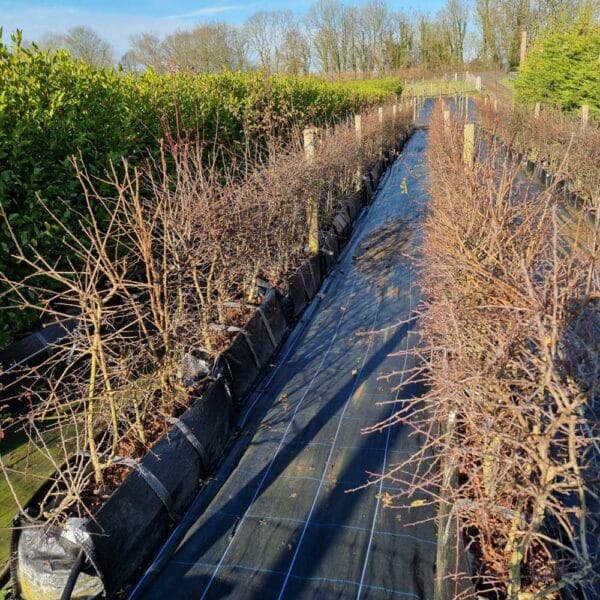 Mixed Native Hedging Troughs 120-130cm tall (winter)