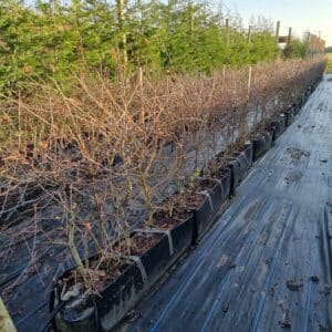 Mixed Native Hedging Troughs in rows