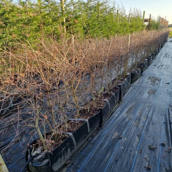 Mixed Native Hedging Troughs in rows