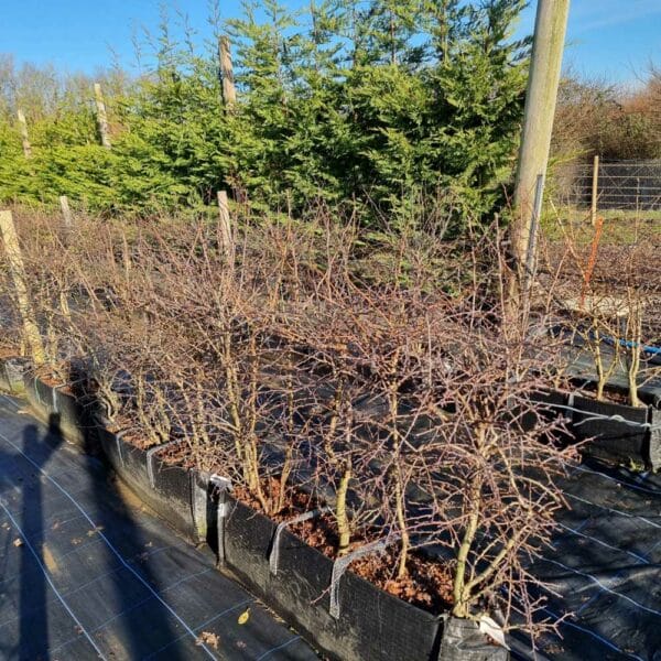Mixed Native Hedging Troughs in rows (winter)