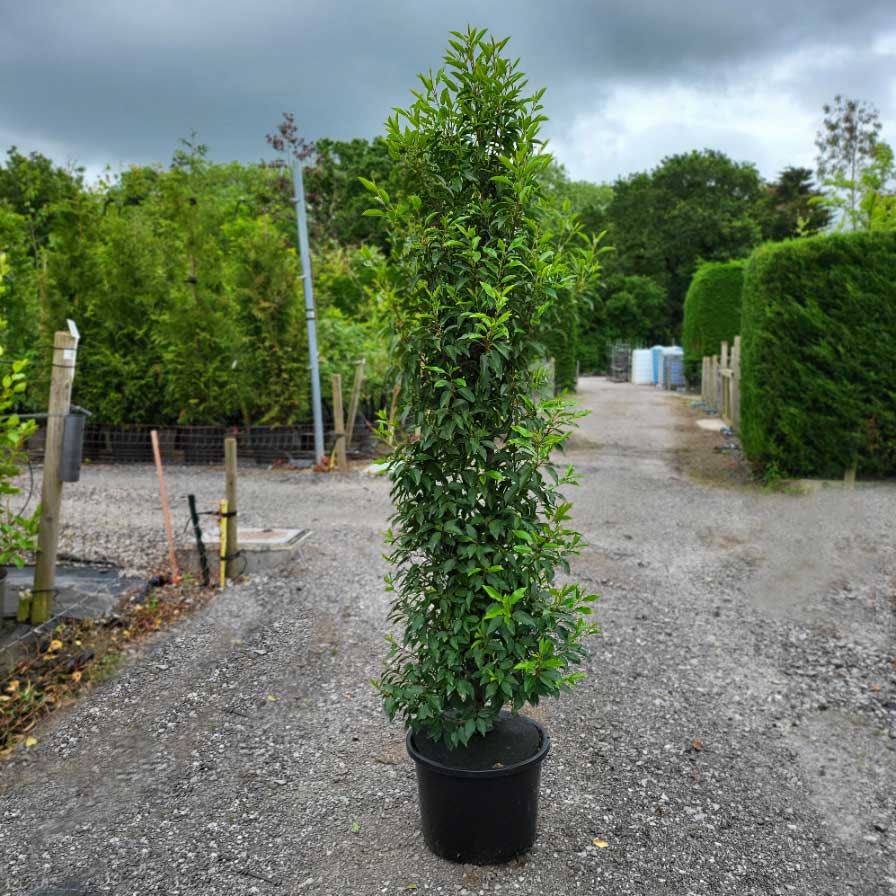 Portugal Laurel 180-200cm tall