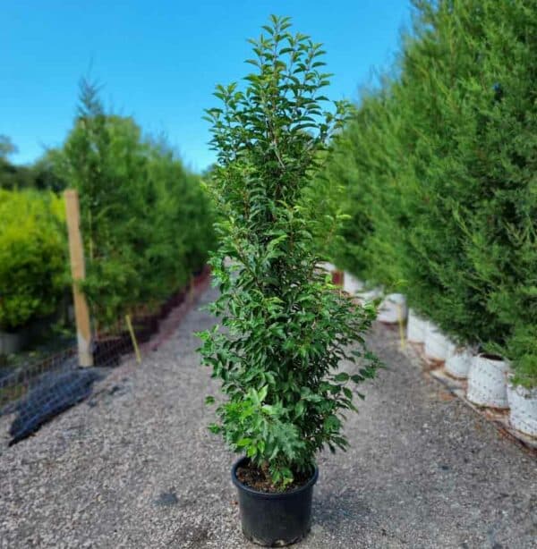 Portugal Laurel 180-200cm in 25 litre pots