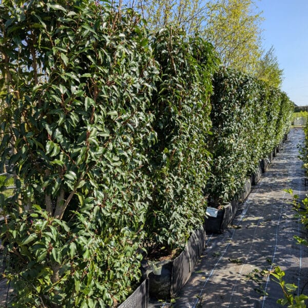 Portuguese Laurel Instant Hedge Troughs