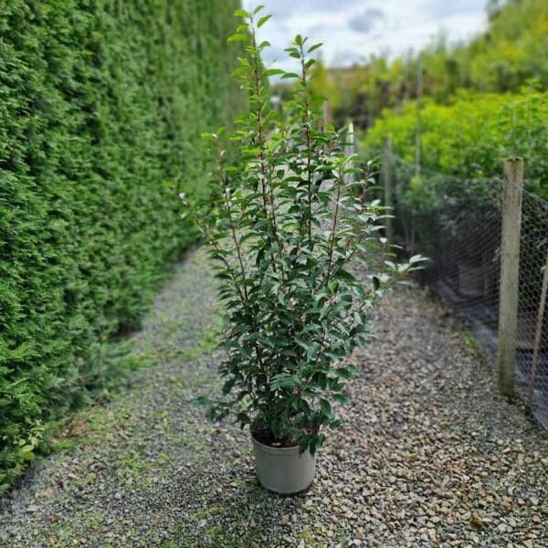 Portugal Laurel Hedging Plant 120-135cm tall