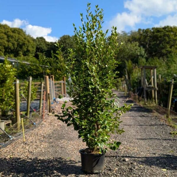Griselinia hedging plant 220-240cm tall