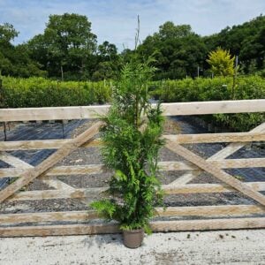 Thuja plicata 140-160cm 4L