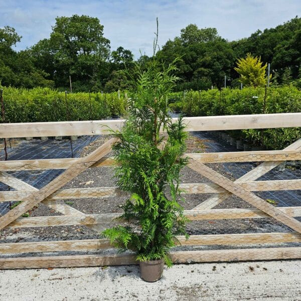 Thuja plicata 140-160cm 4L