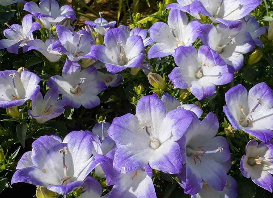 Trailing Bellflower - Campula poscharskyana